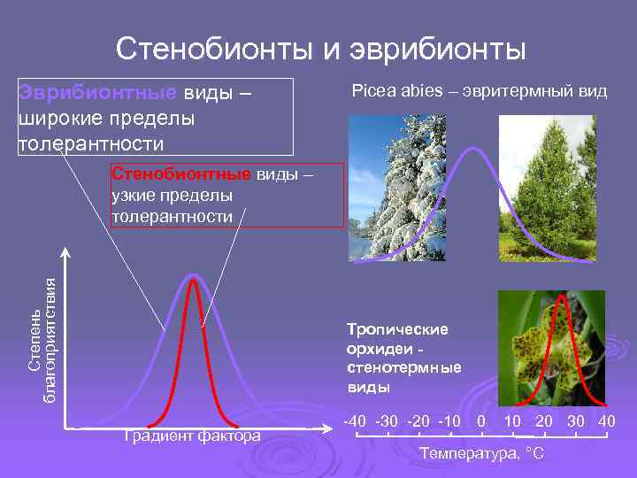 Стенобионты это