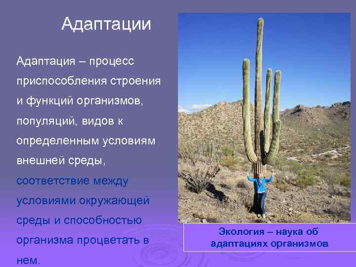Адаптации Адаптация – процесс приспособления строения и функций организмов, популяций, видов к определенным условиям