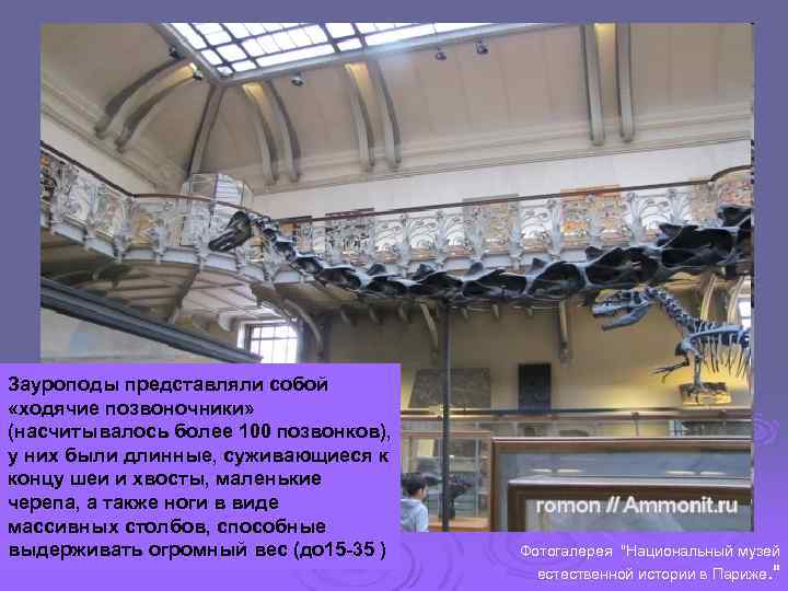Зауроподы представляли собой «ходячие позвоночники» (насчитывалось более 100 позвонков), у них были длинные, суживающиеся