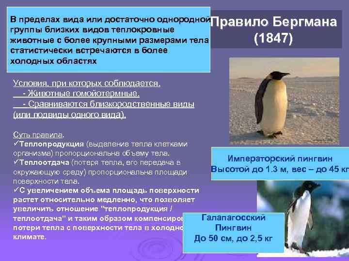 В пределах вида или достаточно однородной. Правило Бергмана группы близких видов теплокровные (1847) животные