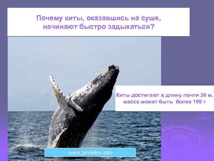 Почему киты, оказавшись на суше, начинают быстро задыхаться? Киты достигают в длину почти 30