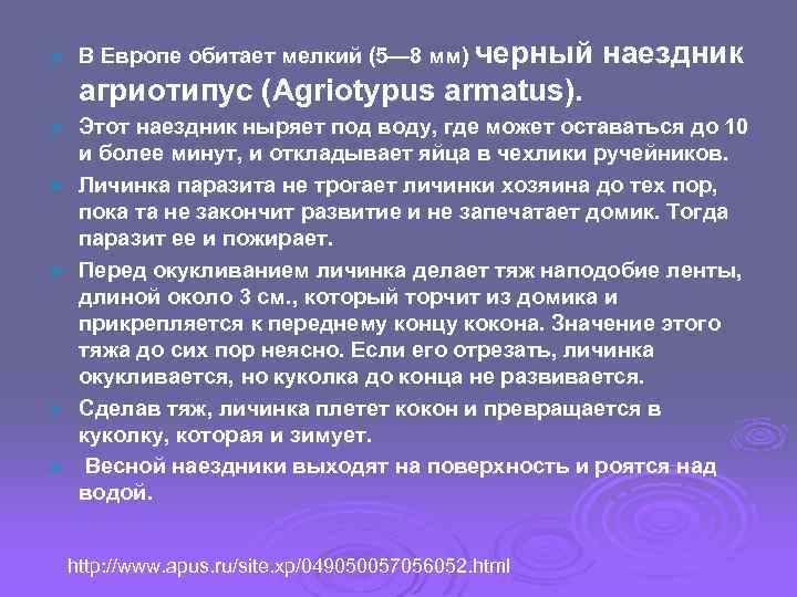 Ø В Европе обитает мелкий (5— 8 мм) черный наездник агриотипус (Agriotypus armatus). Ø