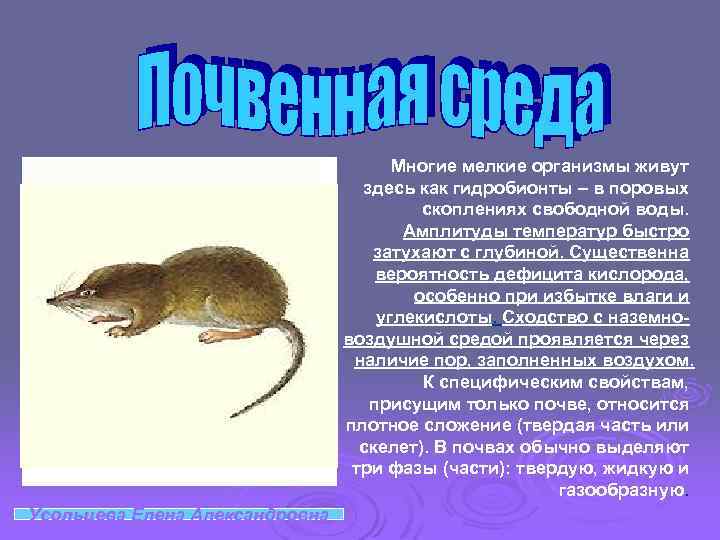 Многие мелкие организмы живут здесь как гидробионты – в поровых скоплениях свободной воды. Амплитуды