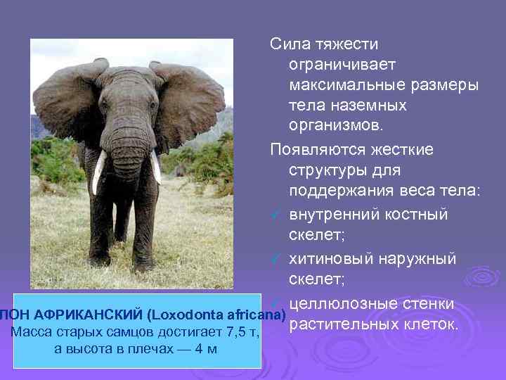 Сила тяжести ограничивает максимальные размеры тела наземных организмов. Появляются жесткие структуры для поддержания веса