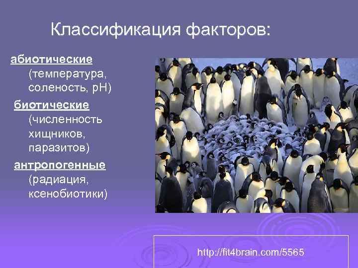 Классификация факторов: абиотические (температура, соленость, p. H) биотические (численность хищников, паразитов) антропогенные (радиация, ксенобиотики)