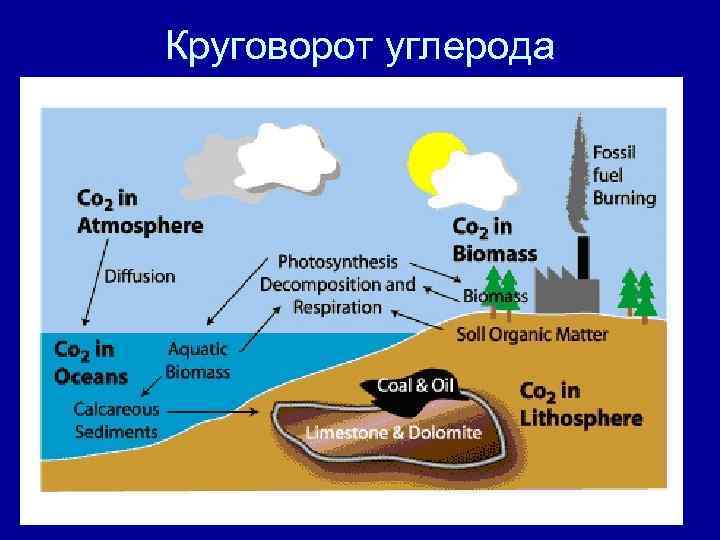 Круговорот углерода 