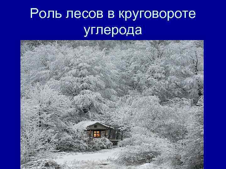 Роль лесов в круговороте углерода Биосферные функции леса 