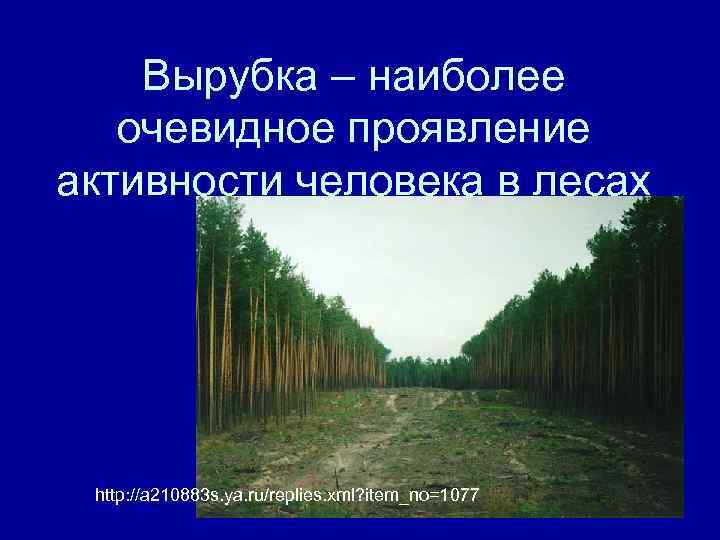 Вырубка – наиболее очевидное проявление активности человека в лесах http: //a 210883 s. ya.