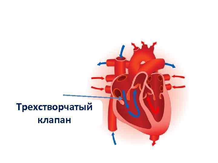 Где находится двустворчатый клапан