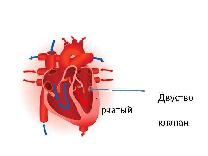  • рчатый Двуство клапан 