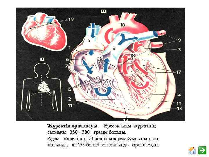 ДЕНЕНІҢ ОН ЖАҒЫ СОЛ ЖАҒЫ ОН ЖАҒ Ы СОЛ ЖАҒ Жүректің орналасуы. Ересек адам