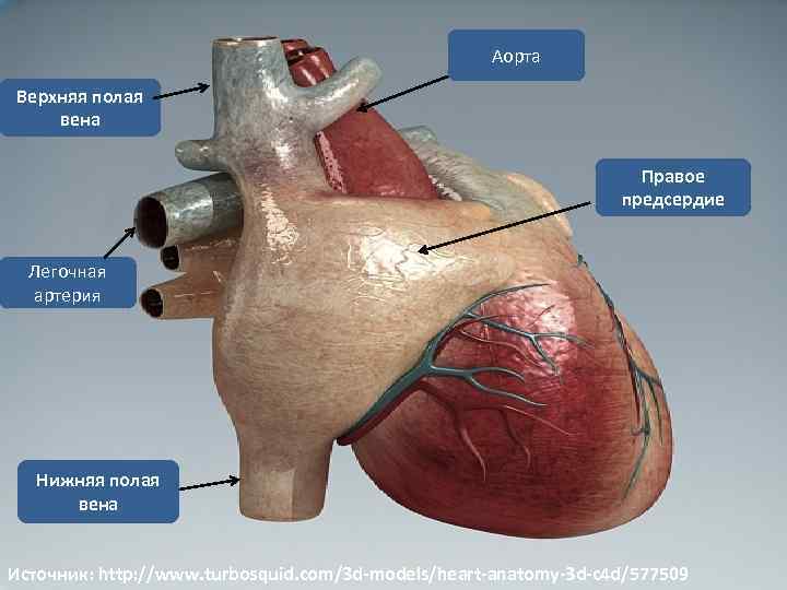 Аорта Верхняя полая вена Правое предсердие Легочная артерия Нижняя полая вена Источник: http: //www.