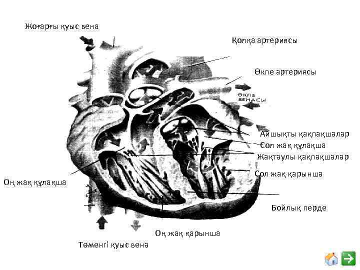 Жоғарғы қуыс вена Қолқа артериясы Өкпе артериясы Айшықты қақпақшалар Сол жақ құлақша Жақтаулы қақпақшалар