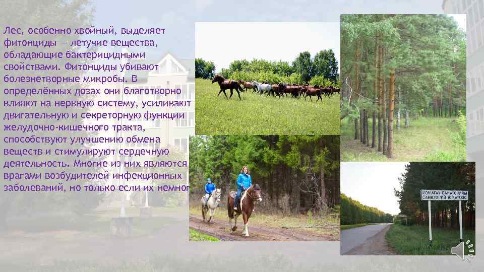 Лес, особенно хвойный, выделяет фитонциды — летучие вещества, обладающие бактерицидными свойствами. Фитонциды убивают болезнетворные