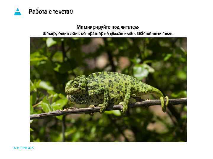 Работа с текстом Мимикрируйте под читателя Шокирующий факт: копирайтер не должен иметь собственный стиль.