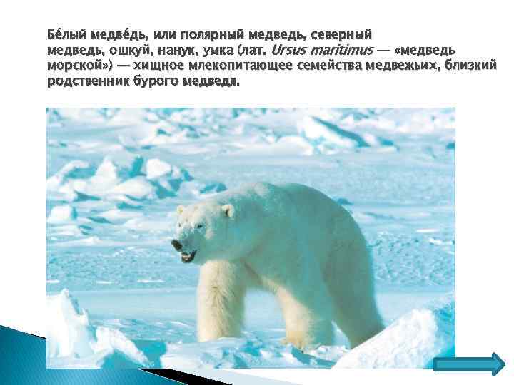 Бе лый медве дь, или полярный медведь, северный медведь, ошкуй, нанук, умка (лат. Ursus