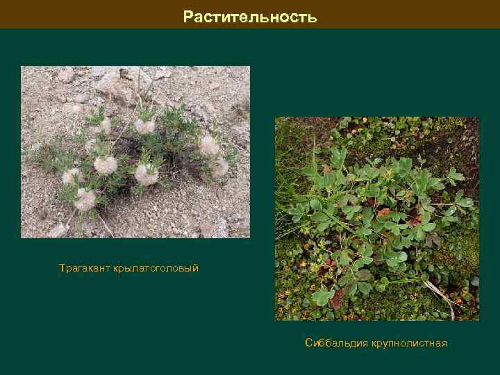 Растительность Трагакант крылатоголовый Сиббальдия крупнолистная 