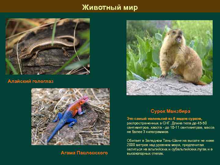 Животный мир Алайский гологлаз Сурок Мензбира Это самый маленький из 6 видов сурков, распространенных