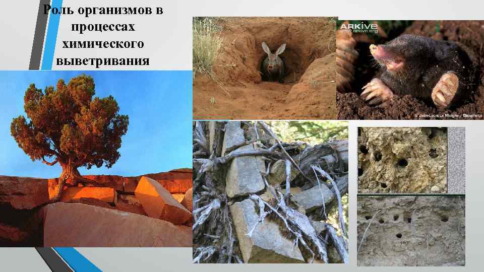 Роль организмов в процессах химического выветривания 