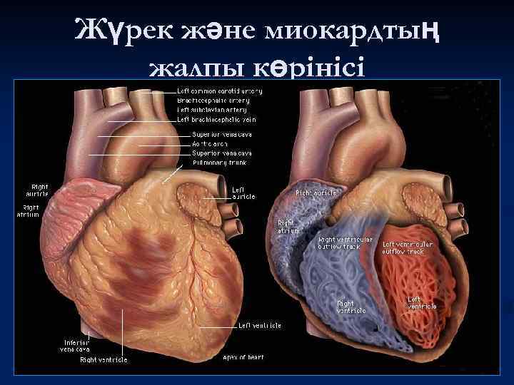 Жүрек және миокардтың жалпы көрінісі 
