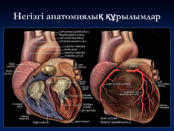Негізгі анатомиялық құрылымдар 