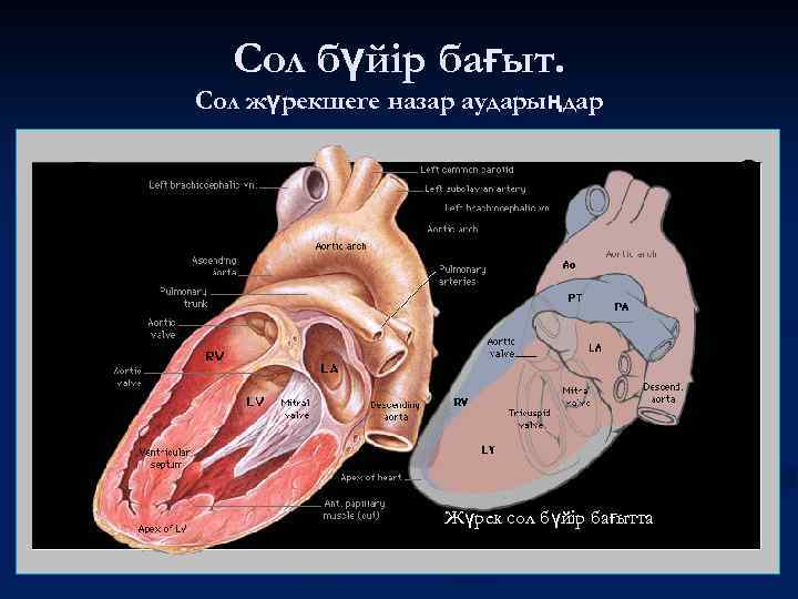 Сол бүйір бағыт. Сол жүрекшеге назар аударыңдар Жүрек сол бүйір бағытта 