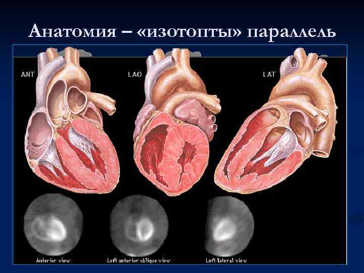 Анатомия – «изотопты» параллель 