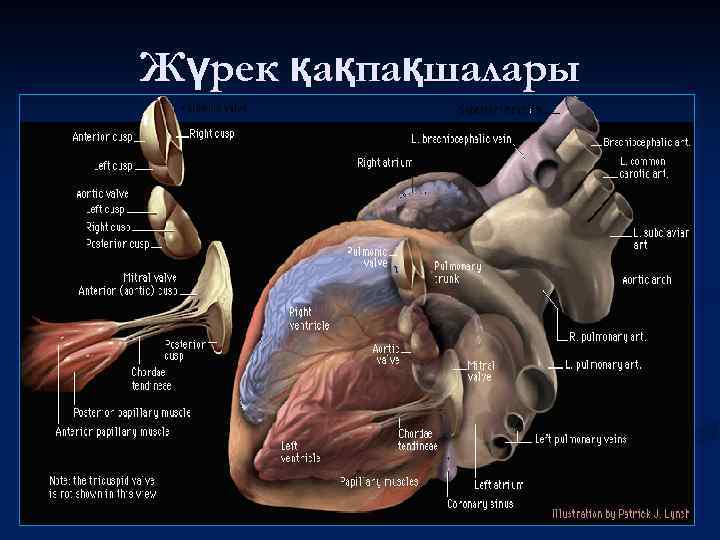 Жүрек қақпақшалары 