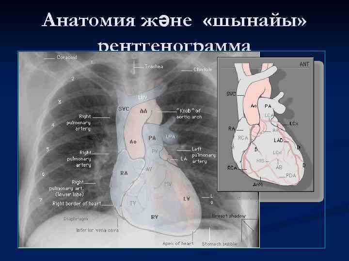 Анатомия және «шынайы» рентгенограмма 