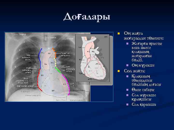 Доғалары n Оң жақта жоғарыдан төменге: n n n Жоғарғы қуысты вена нмесе қолқаның