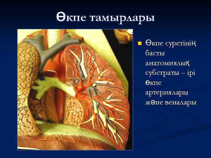 Өкпе тамырлары n Өкпе суретінің басты анатомиялық субстраты – ірі өкпе артериялары және веналары