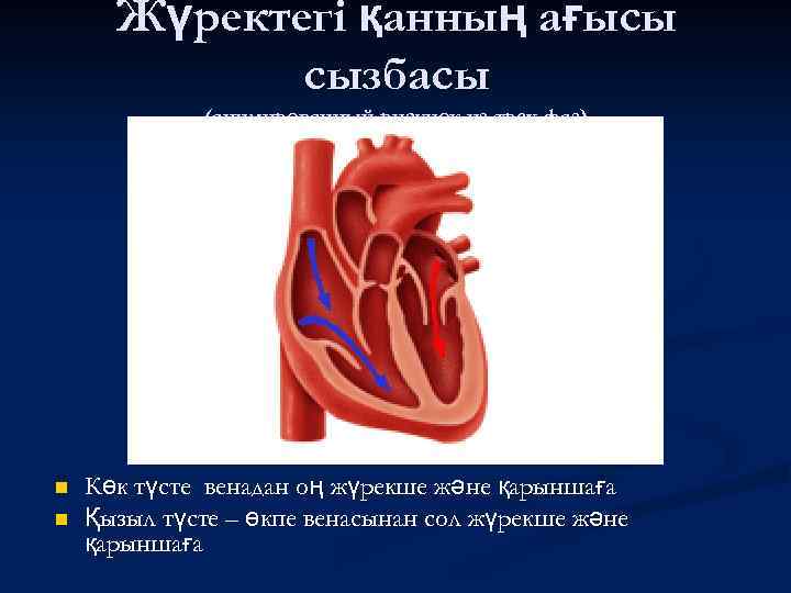 Жүректегі қанның ағысы сызбасы (анимированный рисунок из трех фаз) n n Көк түсте венадан