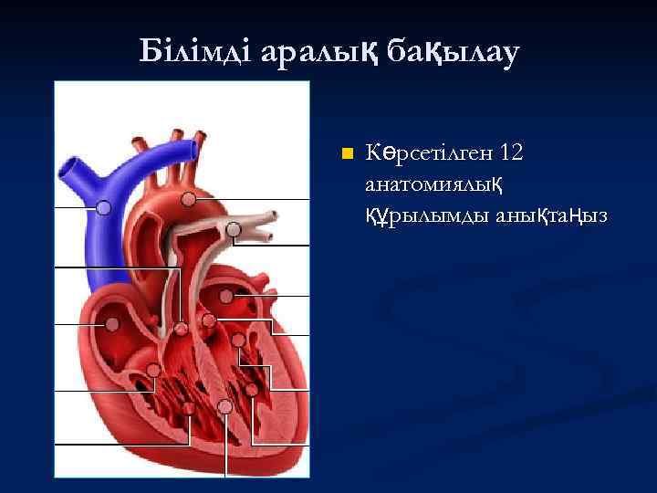 Білімді аралық бақылау n Көрсетілген 12 анатомиялық құрылымды анықтаңыз 