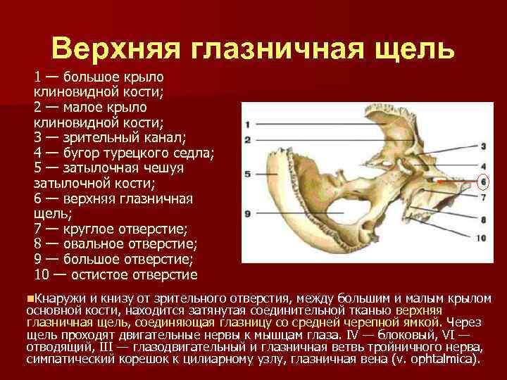 Верхняя глазничная щель на черепе