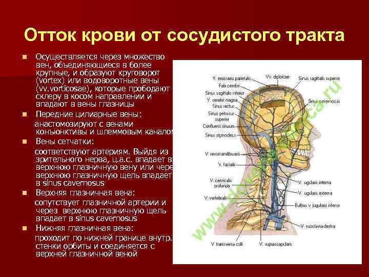 Отток крови от сосудистого тракта n n n Осуществляется через множество вен, объединяющиеся в