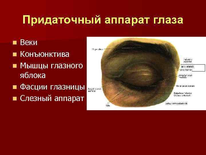 Придаточный аппарат глаза n n n Веки Конъюнктива Мышцы глазного яблока Фасции глазницы Слезный