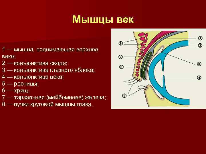 Мышцы века. Мышца поднимающая верхнее веко прикрепление. Мышца поднимающая верхнее веко анатомия. Тарзальная мышца верхнего века. Верхняя мышца хряща века.