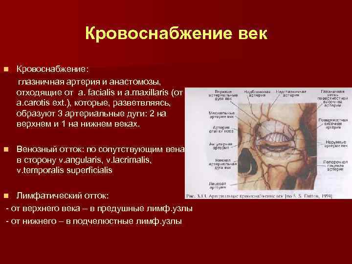 Кровоснабжение век Кровоснабжение: глазничная артерия и анастомозы, отходящие от a. facialis и a. maxillaris