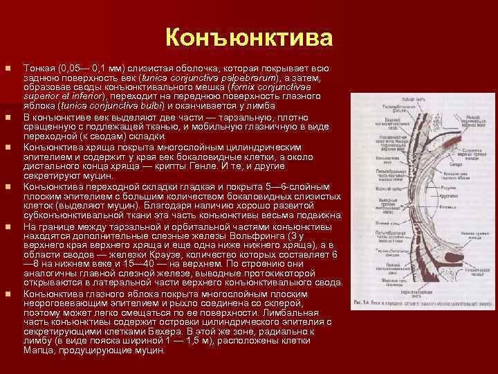 Конъюнктива n n n Тонкая (0, 05— 0, 1 мм) слизистая оболочка, которая покрывает