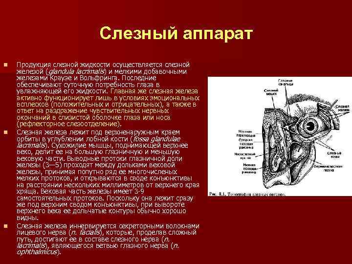 Слезный аппарат n n n Продукция слезной жидкости осуществляется слезной железой (glandula lacrimalis) и