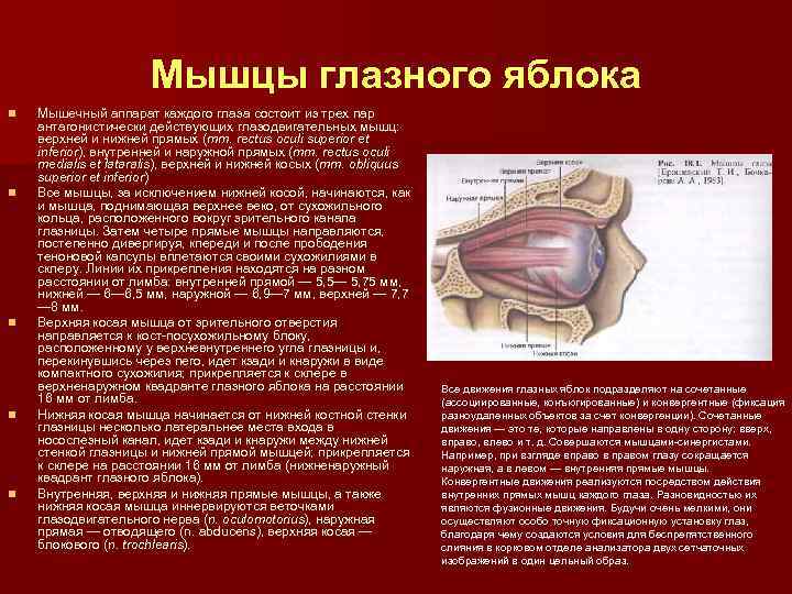 Зрительные отверстия находятся в