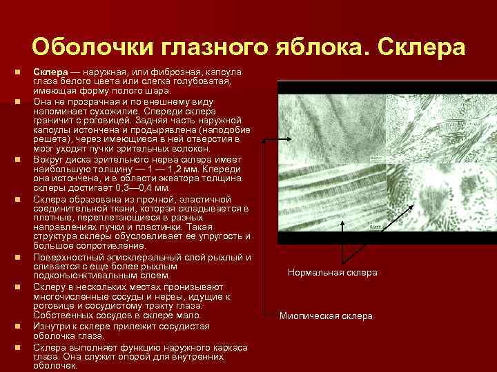 Оболочки глазного яблока. Склера n n n n Склера — наружная, или фиброзная, капсула