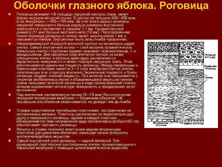 Оболочки глазного яблока. Роговица n n n Роговица занимает 1/6 площади наружной капсулы глаза,