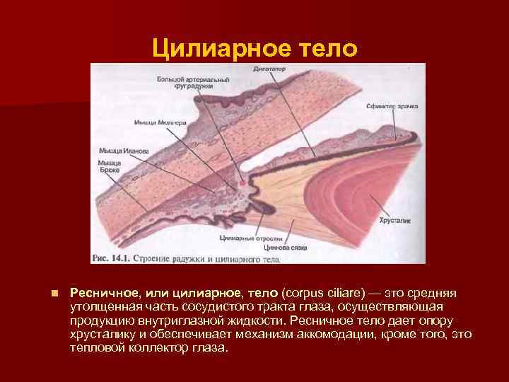 Цилиарное тело n Ресничное, или цилиарное, тело (corpus ciliare) — это средняя утолщенная часть