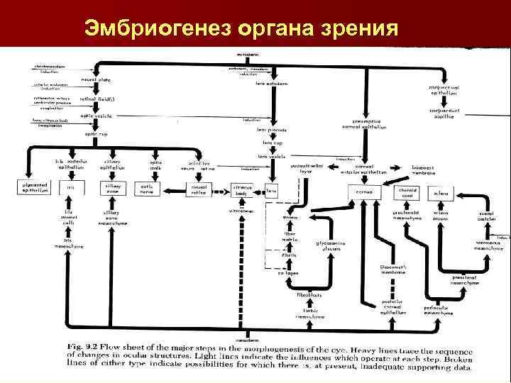 Эмбриогенез органа зрения 