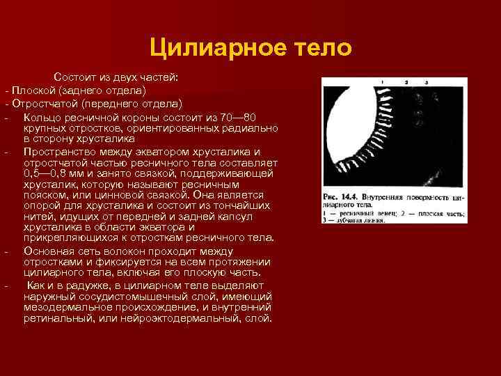 Цилиарное тело Состоит из двух частей: - Плоской (заднего отдела) - Отростчатой (переднего отдела)