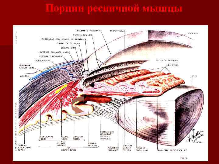 Порции ресничной мышцы 