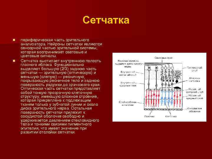 Сетчатка n n периферическая часть зрительного анализатора. Нейроны сетчатки являются сенсорной частью зрительной системы,