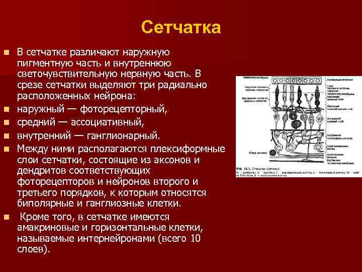 Сетчатка n n n В сетчатке различают наружную пигментную часть и внутреннюю светочувствительную нервную