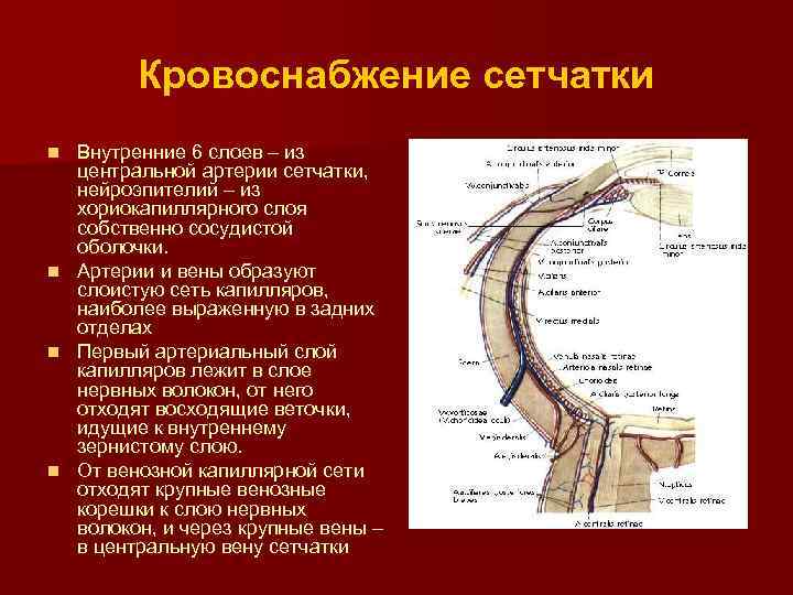 Кровоснабжение сетчатки n n Внутренние 6 слоев – из центральной артерии сетчатки, нейроэпителий –